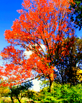 Autumn Tree Central Park