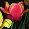 Tulips by Anne Yamins